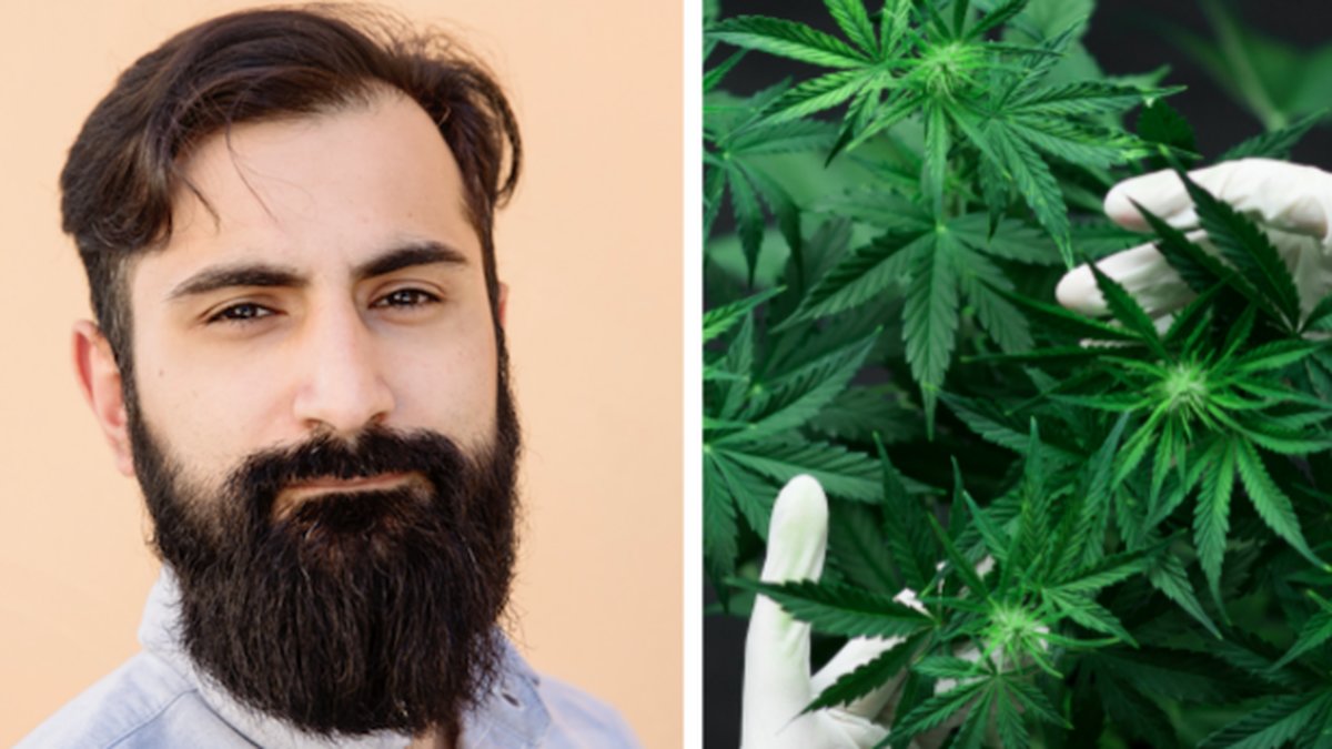 Moderaternas riksdagsledamot Hanif Bali vill utreda legalisering av cannabis genom att införa statligt reglerad försäljning.